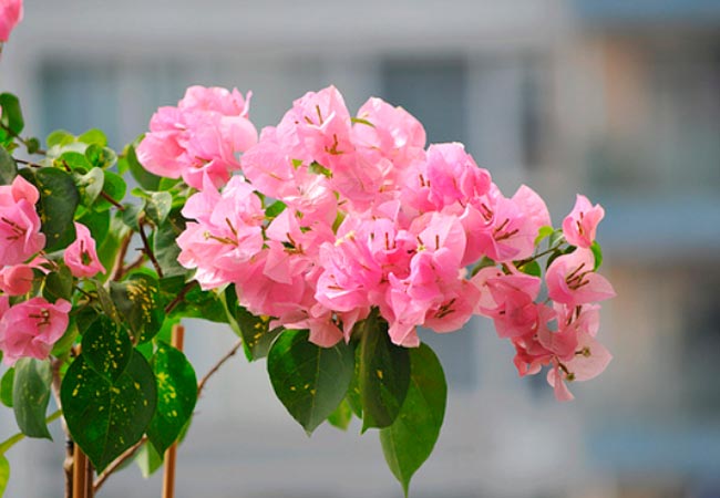 Bougainvillier P Péruvien