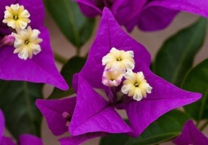 bougainvillier buttiana